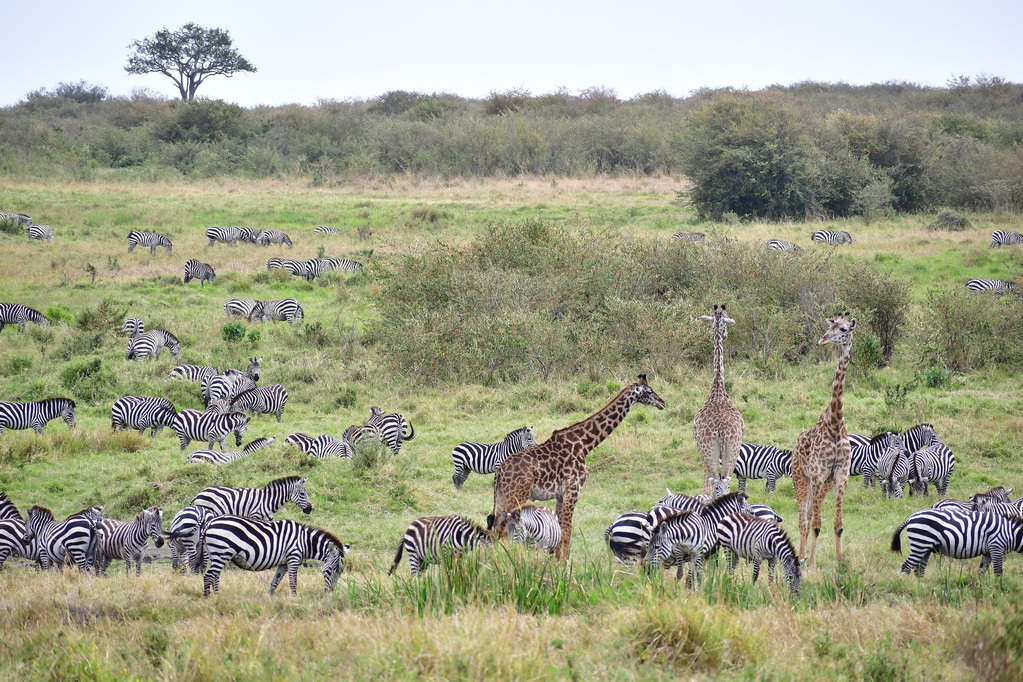 Masai Mara Nat. Reserve